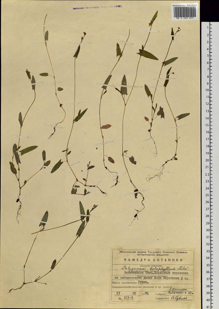 Persicaria sagittata (L.) H. Gross, Siberia, Baikal & Transbaikal region (S4) (Russia)