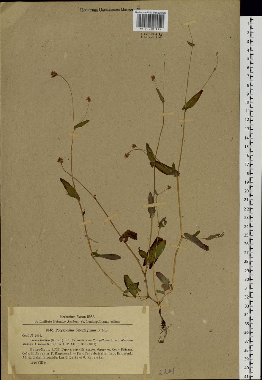 Persicaria sagittata (L.) H. Gross, Siberia, Baikal & Transbaikal region (S4) (Russia)