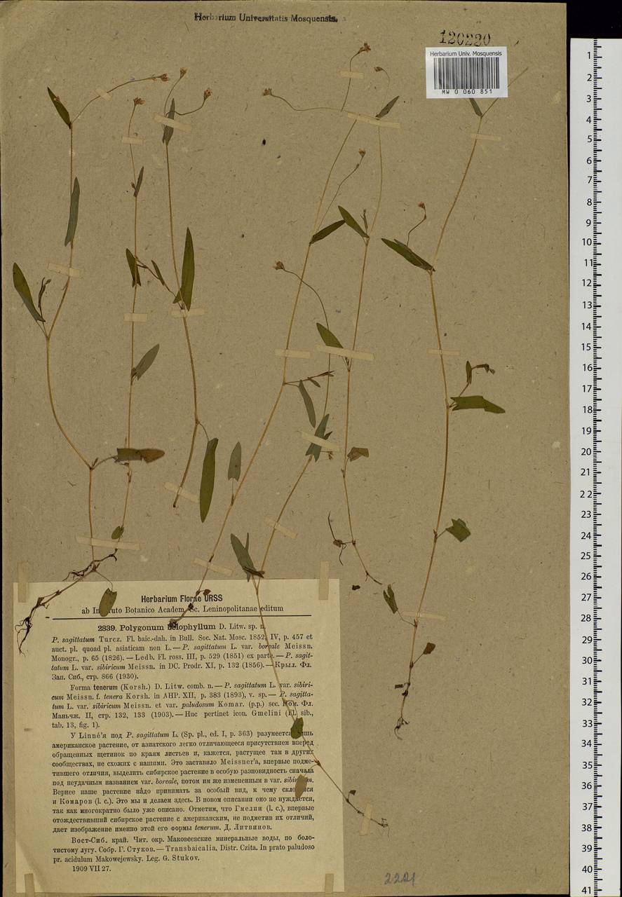 Persicaria sagittata (L.) H. Gross, Siberia, Baikal & Transbaikal region (S4) (Russia)