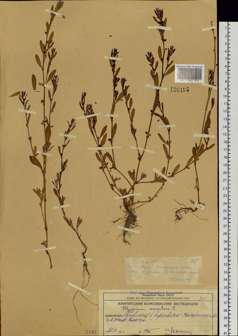 Polygonum aviculare L., Siberia, Chukotka & Kamchatka (S7) (Russia)