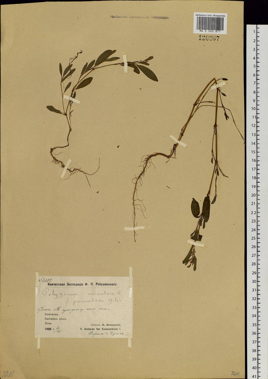 Polygonum aviculare L., Siberia, Chukotka & Kamchatka (S7) (Russia)
