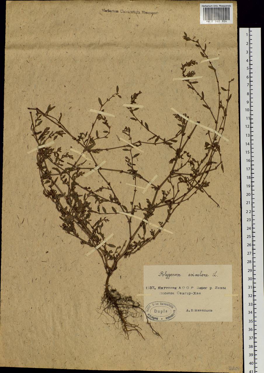 Polygonum aviculare L., Siberia, Yakutia (S5) (Russia)