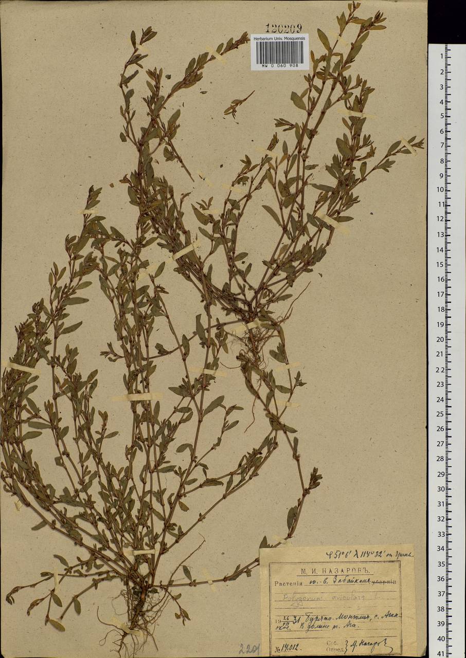 Polygonum aviculare L., Siberia, Baikal & Transbaikal region (S4) (Russia)