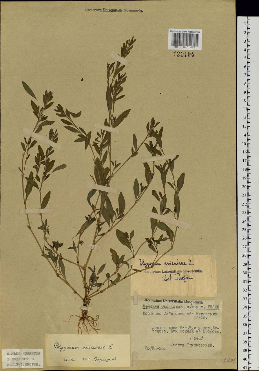 Polygonum aviculare L., Siberia, Baikal & Transbaikal region (S4) (Russia)