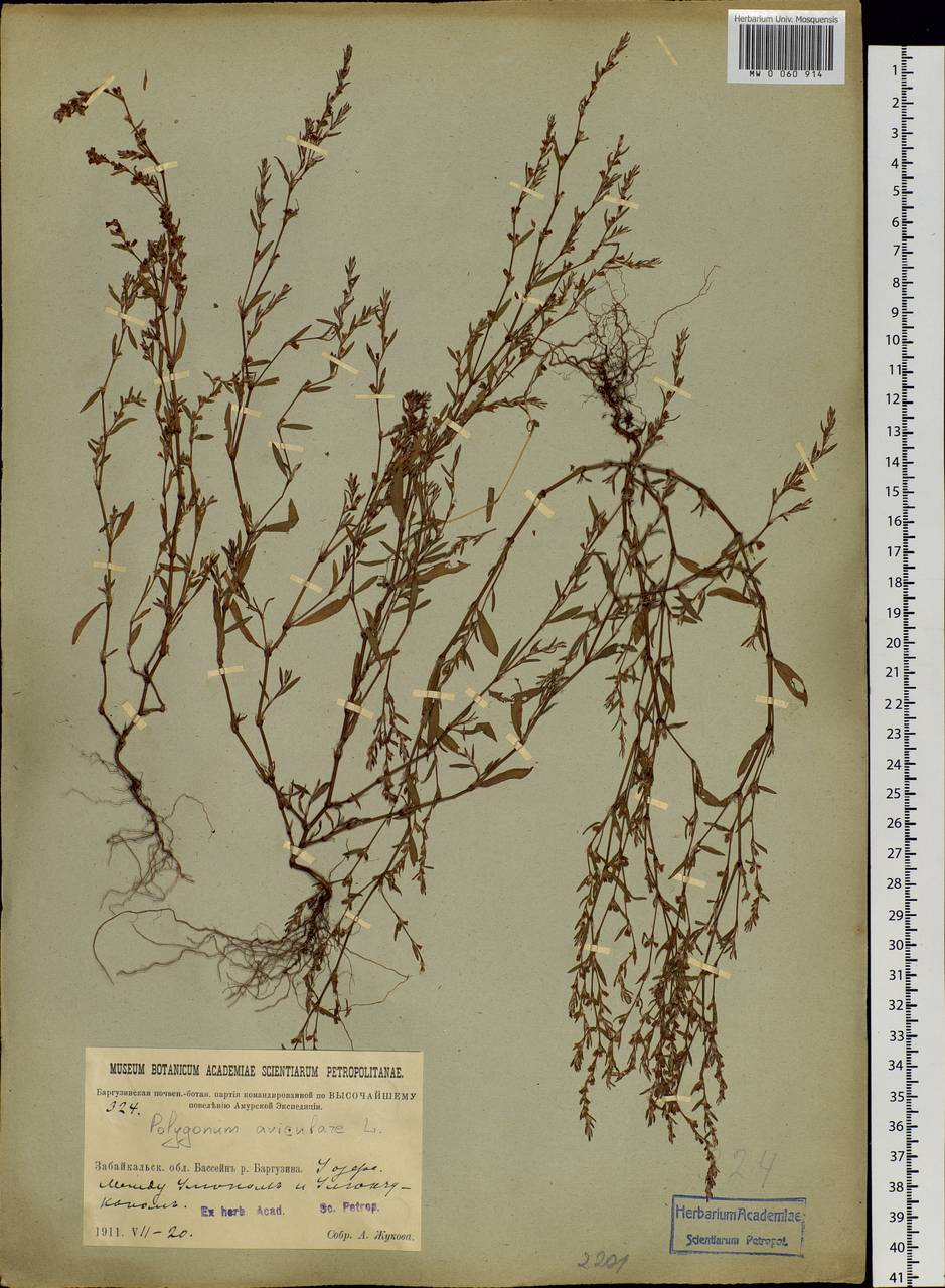 Polygonum aviculare L., Siberia, Baikal & Transbaikal region (S4) (Russia)