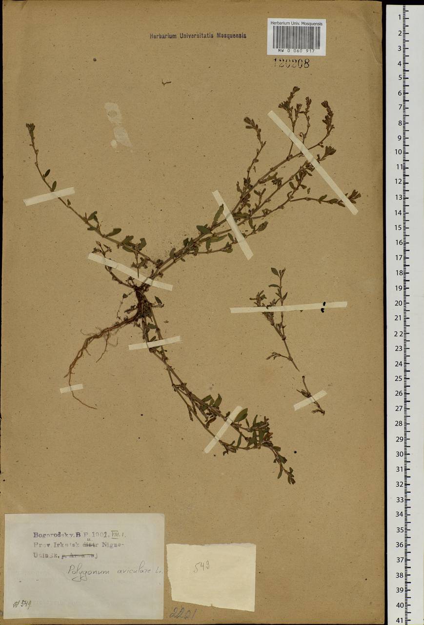 Polygonum aviculare L., Siberia, Baikal & Transbaikal region (S4) (Russia)
