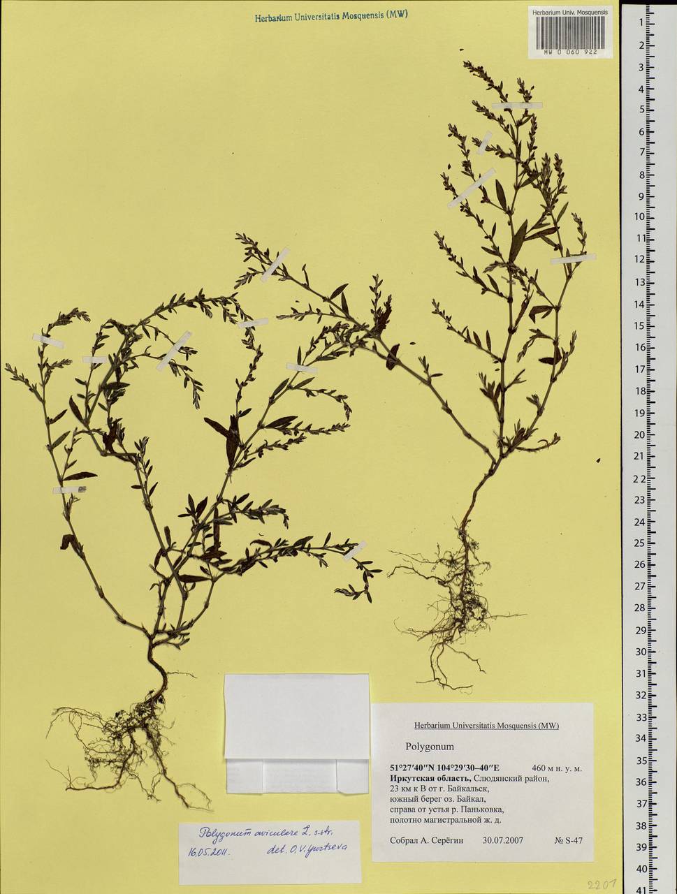 Polygonum aviculare L., Siberia, Baikal & Transbaikal region (S4) (Russia)