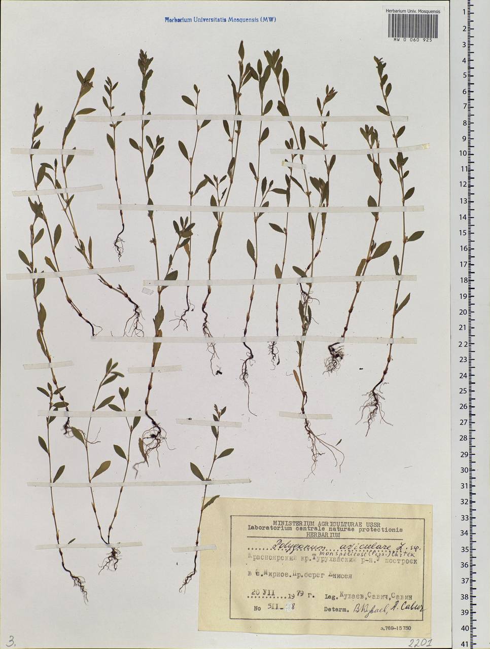 Polygonum aviculare L., Siberia, Central Siberia (S3) (Russia)