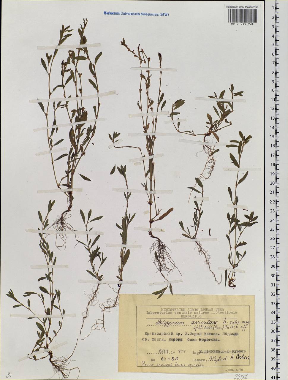 Polygonum aviculare L., Siberia, Central Siberia (S3) (Russia)
