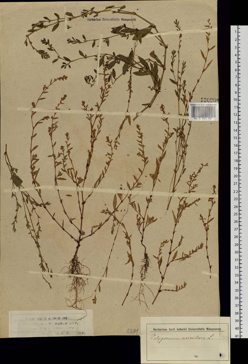 Polygonum aviculare L., Siberia (no precise locality) (S0) (Russia)