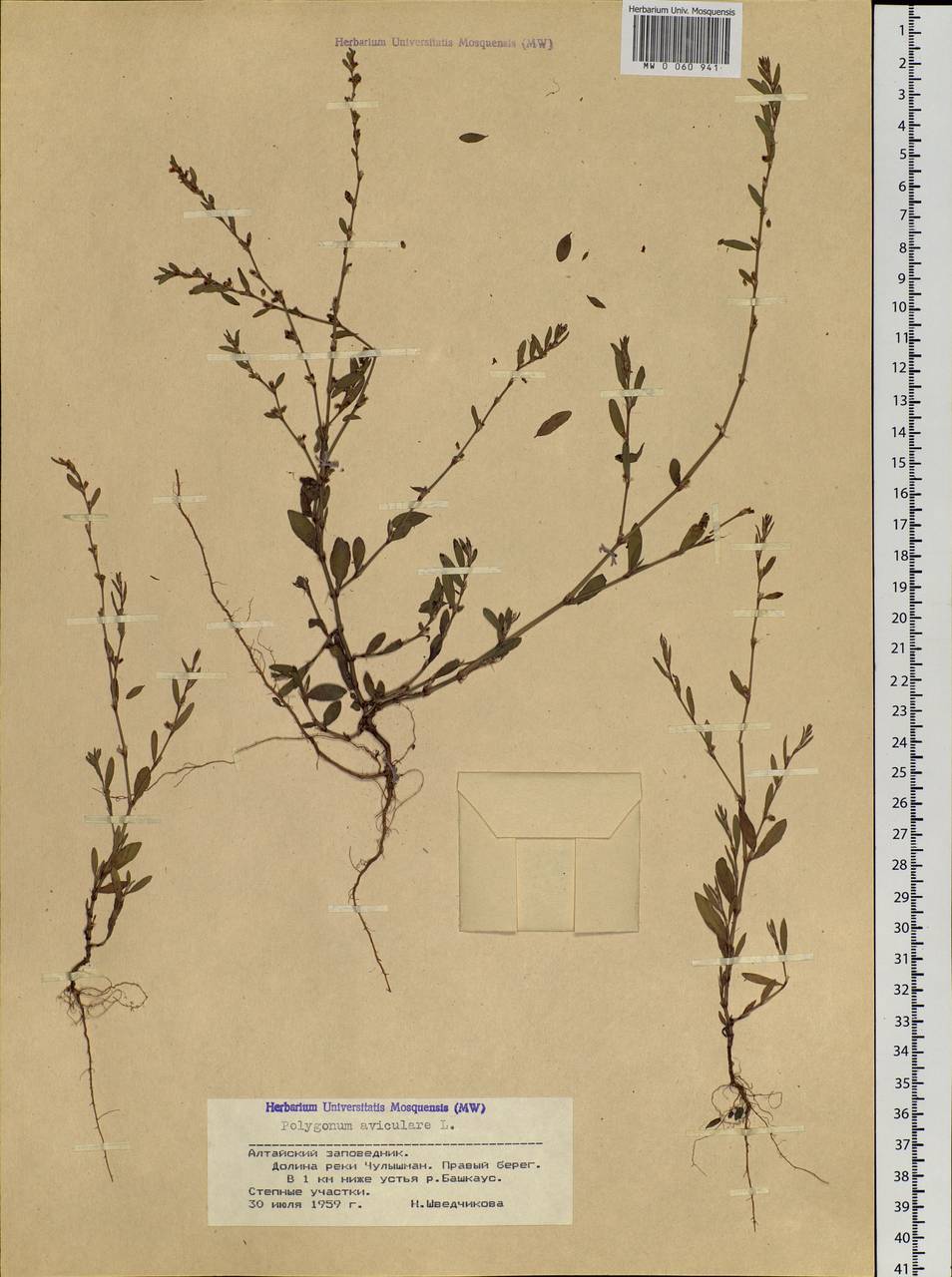 Polygonum aviculare L., Siberia, Altai & Sayany Mountains (S2) (Russia)