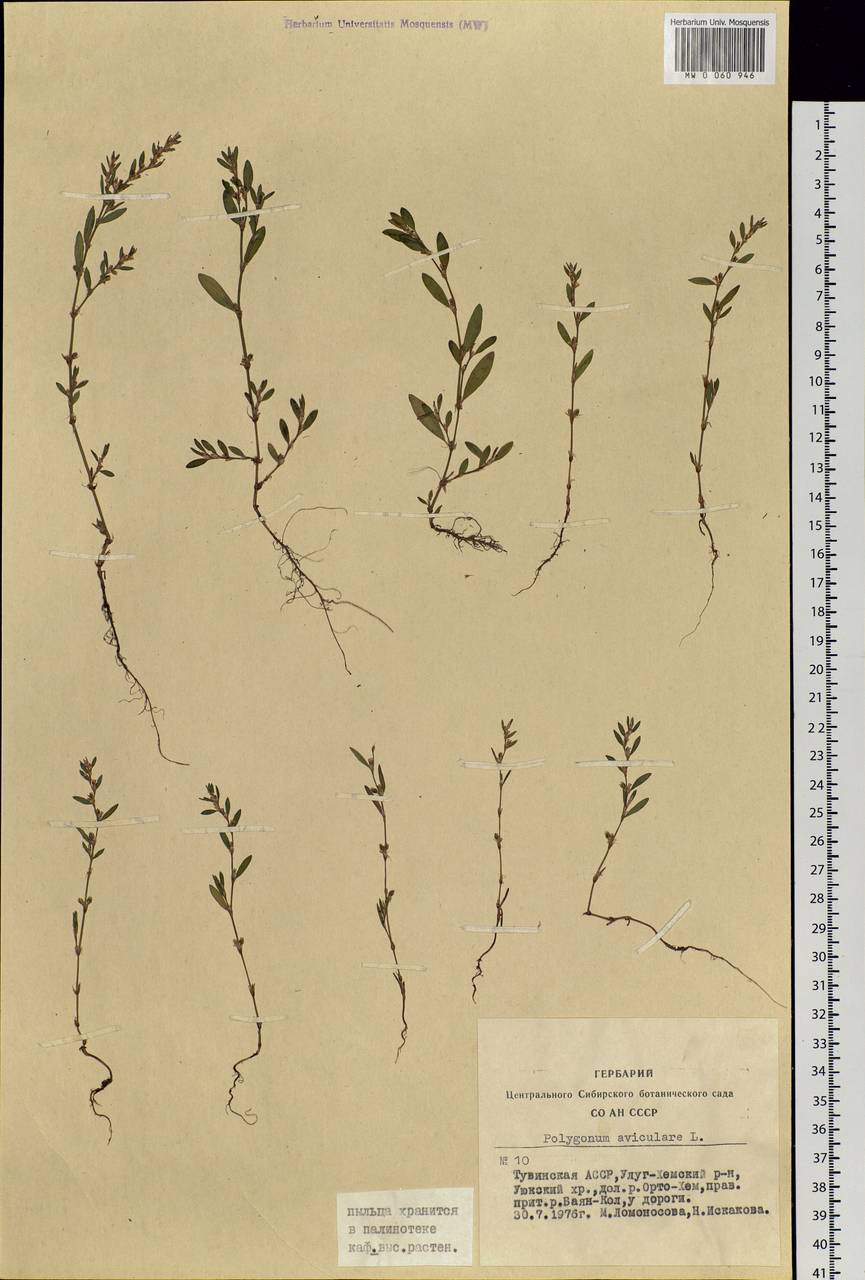 Polygonum aviculare L., Siberia, Altai & Sayany Mountains (S2) (Russia)