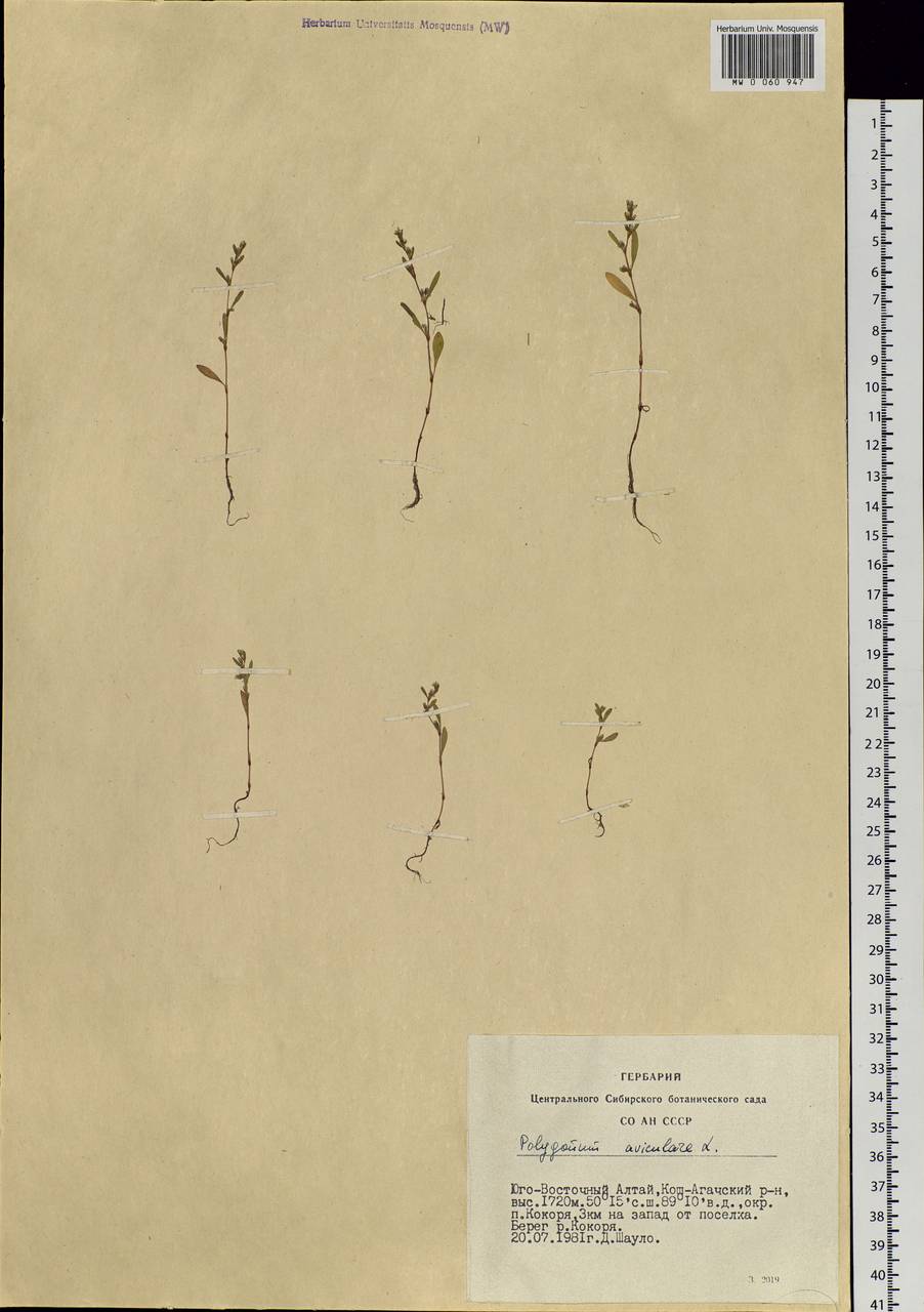 Polygonum aviculare L., Siberia, Altai & Sayany Mountains (S2) (Russia)