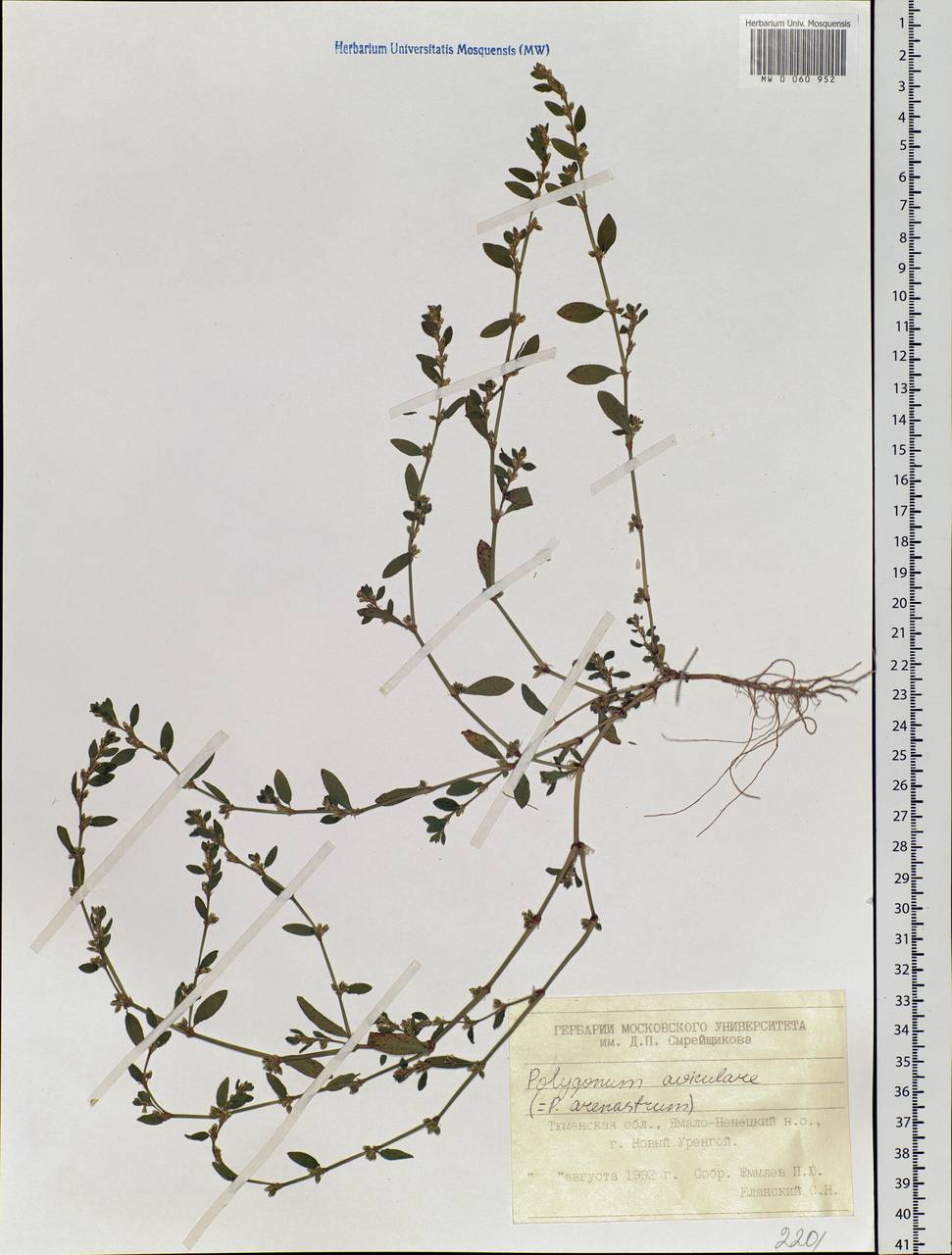 Polygonum aviculare L., Siberia, Western Siberia (S1) (Russia)