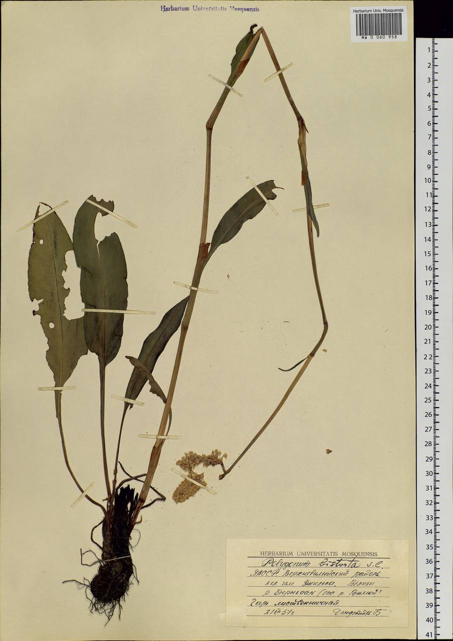 Bistorta elliptica (Willd. ex Spreng.) Kom., Siberia, Yakutia (S5) (Russia)