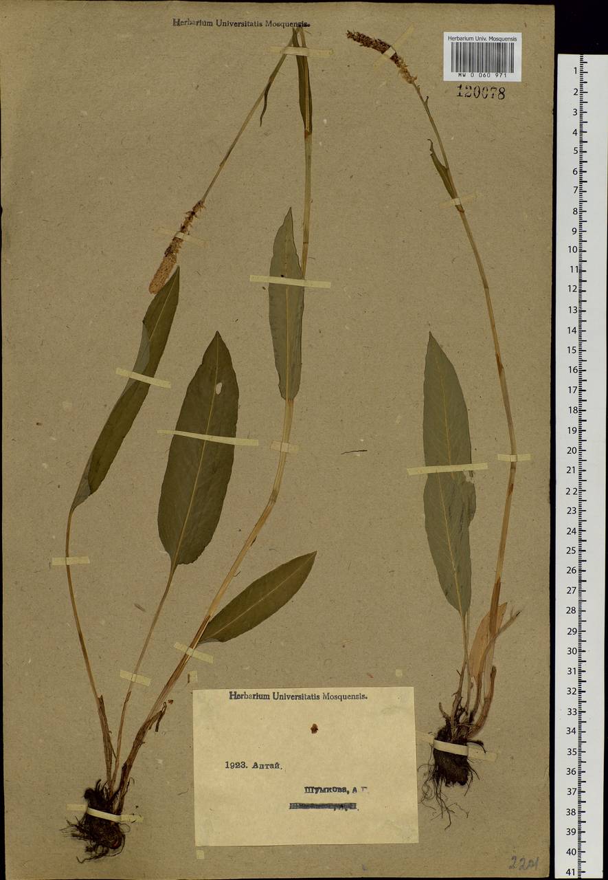 Bistorta elliptica (Willd. ex Spreng.) Kom., Siberia, Western (Kazakhstan) Altai Mountains (S2a) (Kazakhstan)