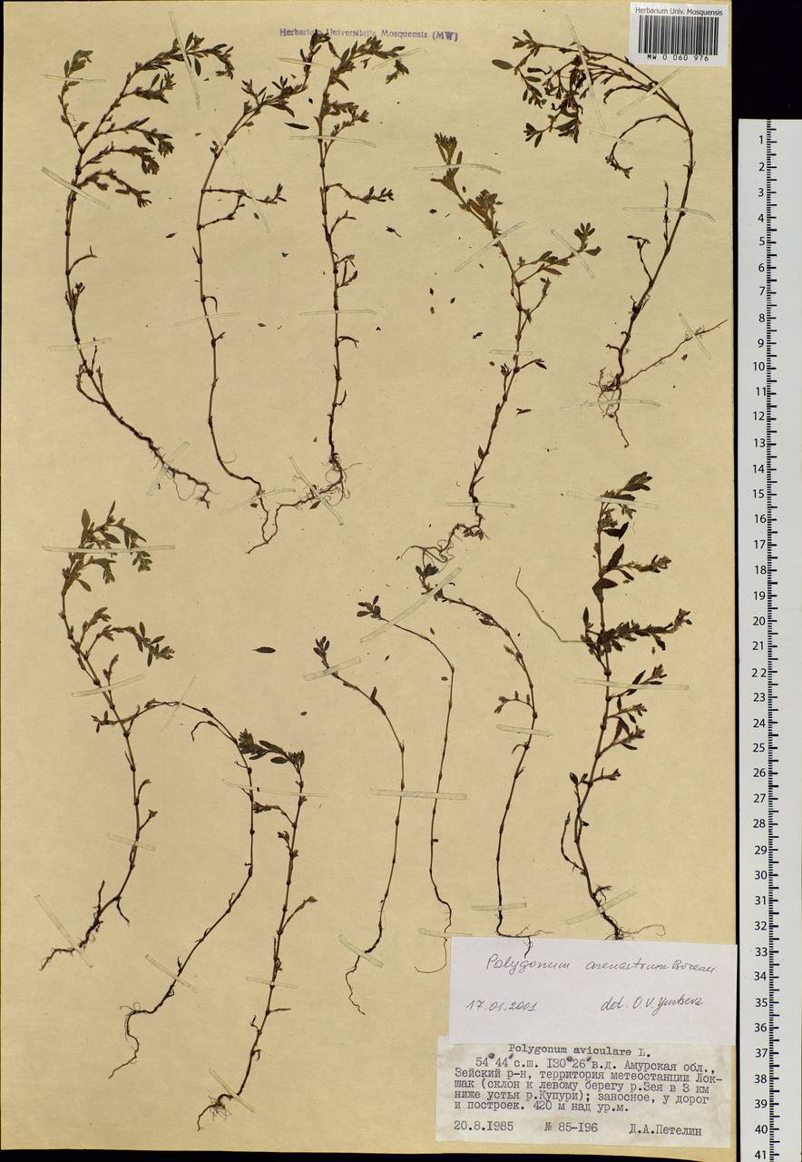 Polygonum arenastrum Boreau, Siberia, Russian Far East (S6) (Russia)