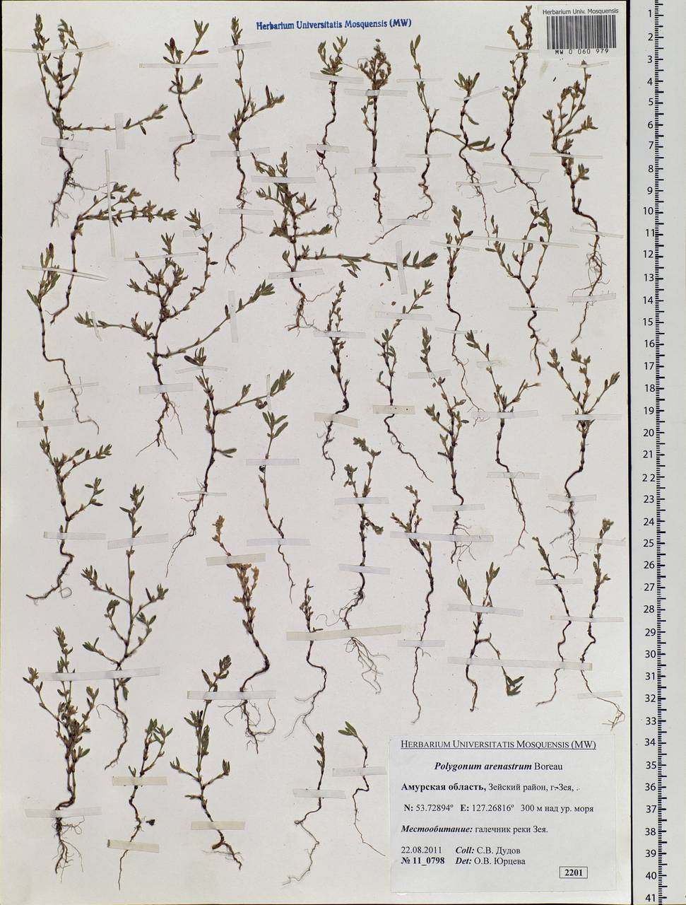 Polygonum arenastrum Boreau, Siberia, Russian Far East (S6) (Russia)
