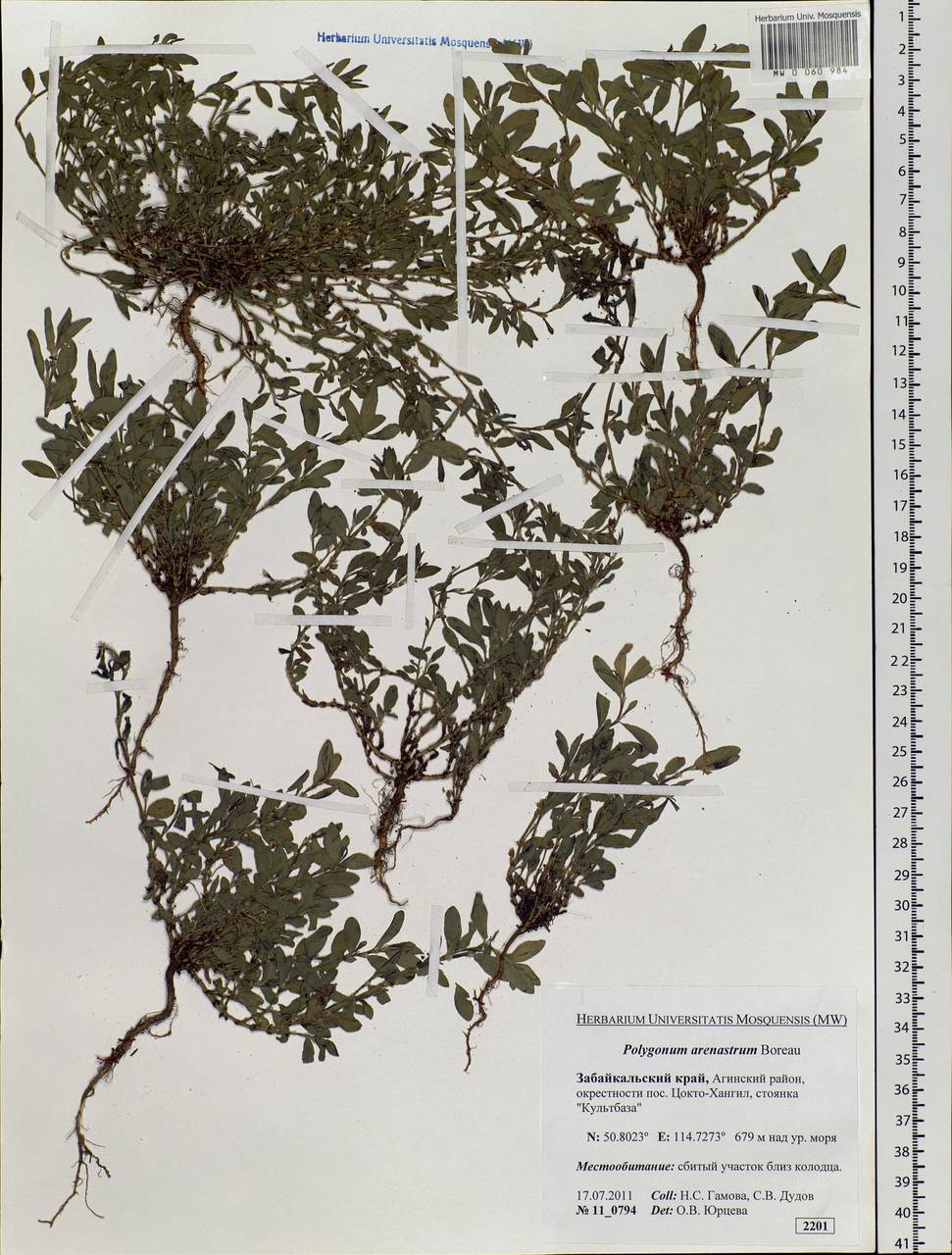 Polygonum arenastrum Boreau, Siberia, Baikal & Transbaikal region (S4) (Russia)