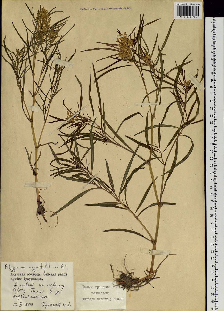 Persicaria angustifolia (Pall.) Ronse Decr., Siberia, Russian Far East (S6) (Russia)