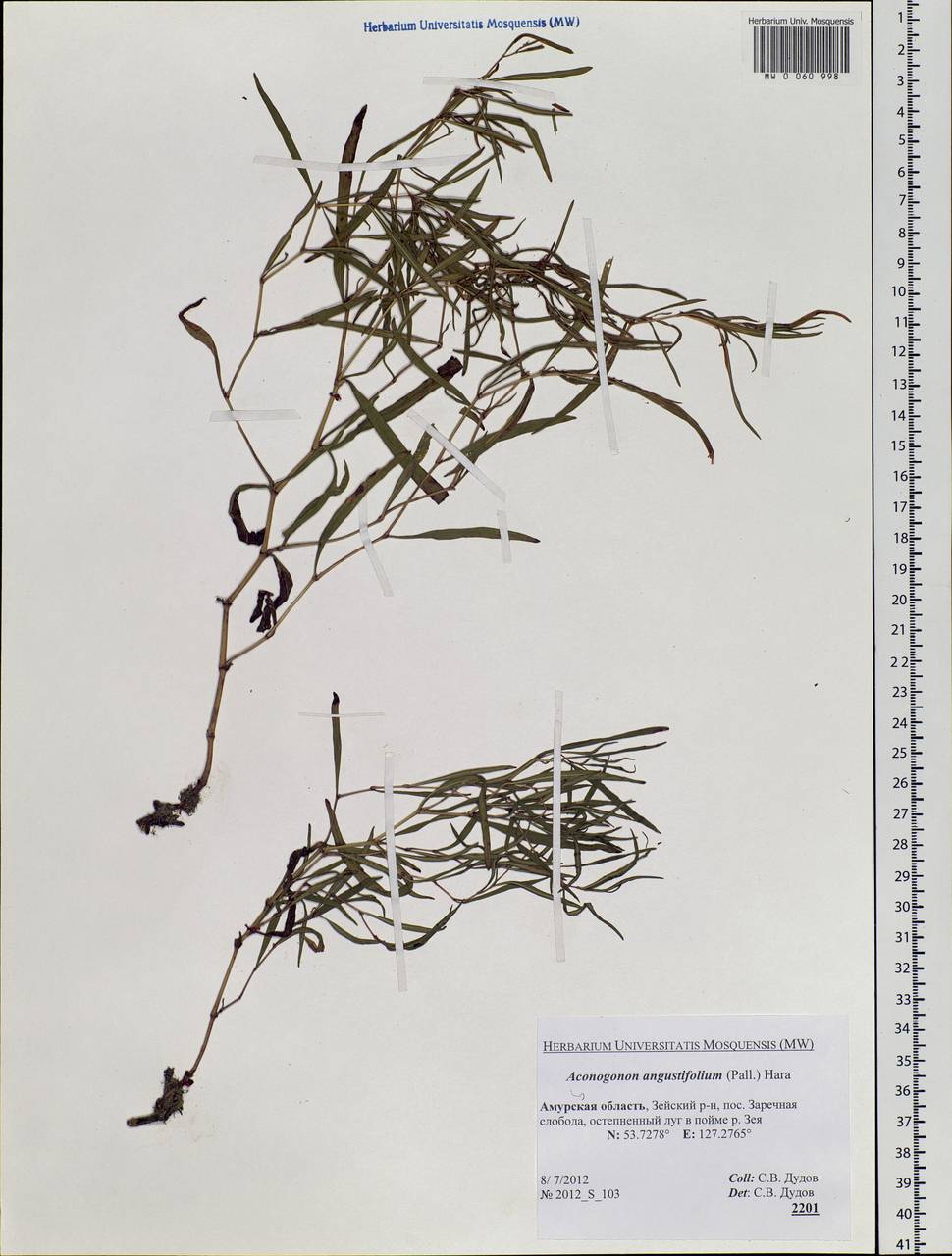 Persicaria angustifolia (Pall.) Ronse Decr., Siberia, Russian Far East (S6) (Russia)