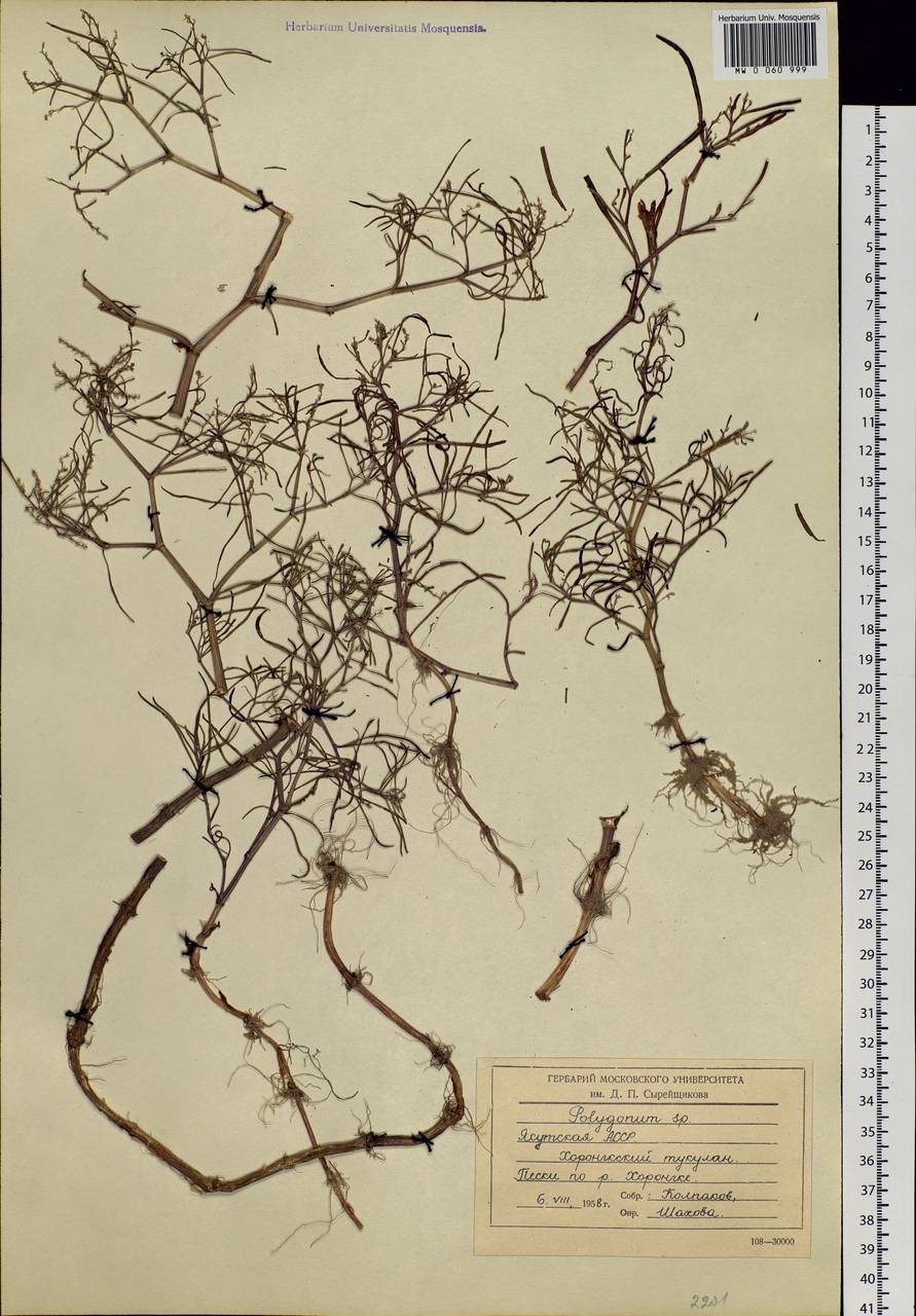 Persicaria angustifolia (Pall.) Ronse Decr., Siberia, Yakutia (S5) (Russia)