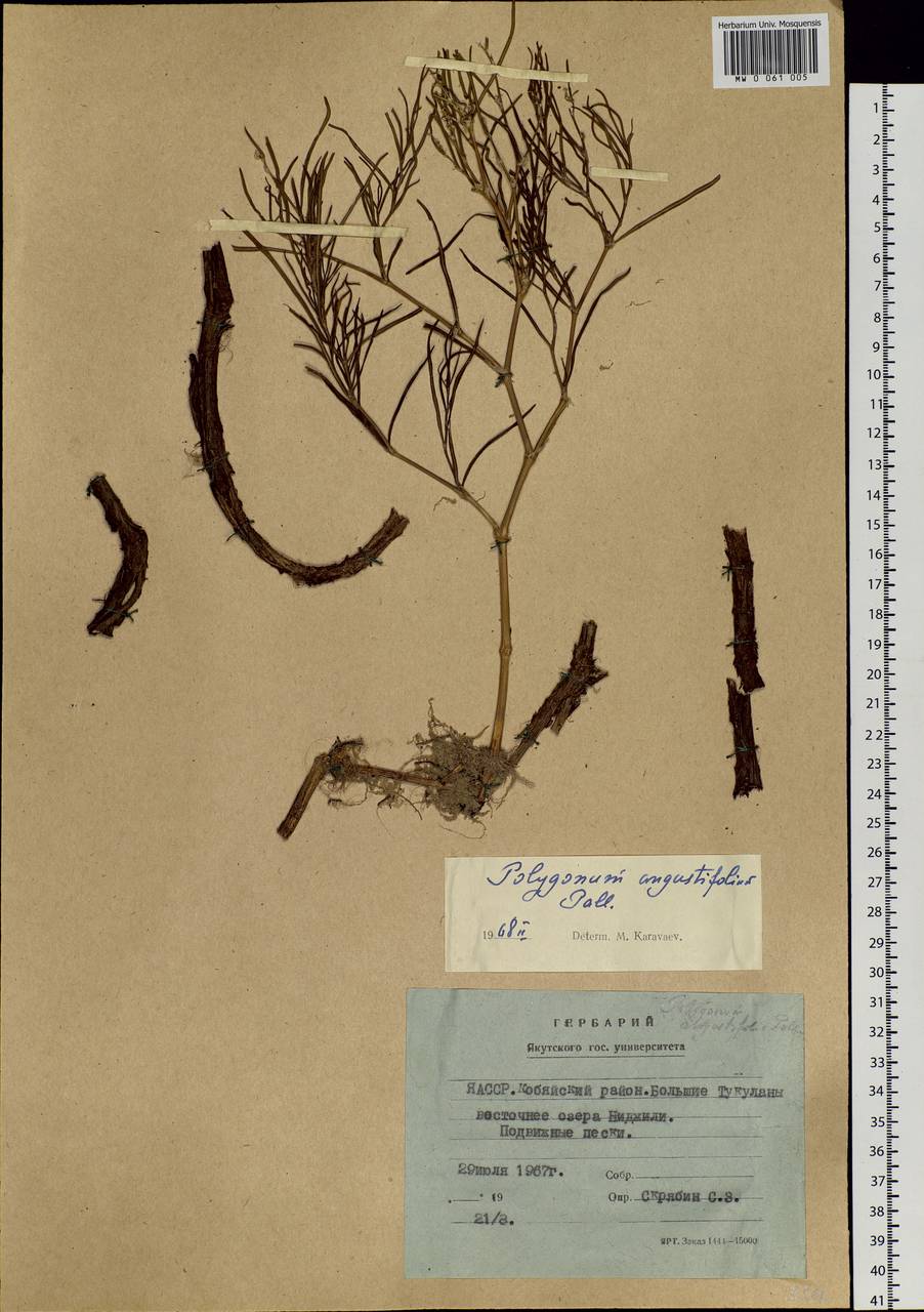 Persicaria angustifolia (Pall.) Ronse Decr., Siberia, Yakutia (S5) (Russia)