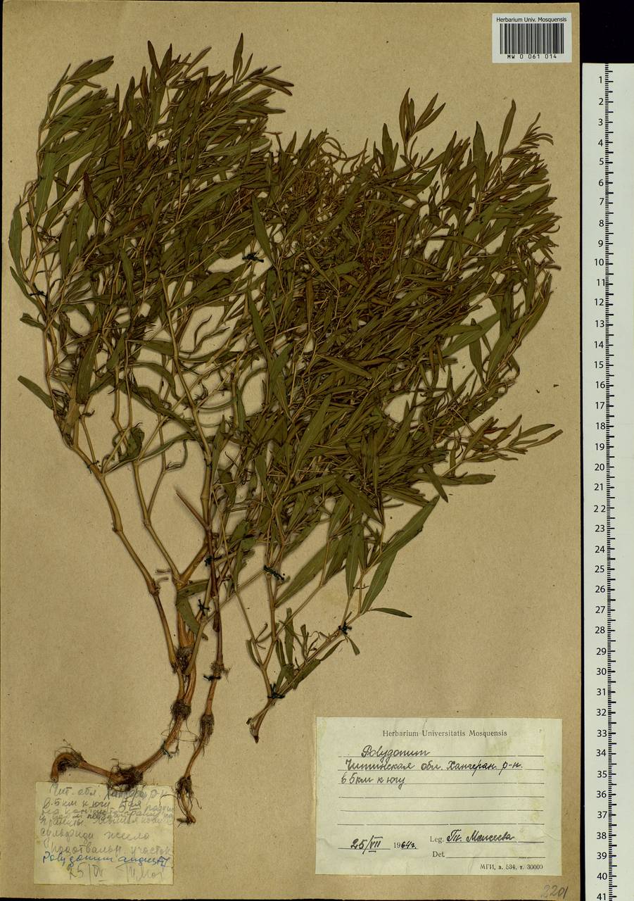 Persicaria angustifolia (Pall.) Ronse Decr., Siberia, Baikal & Transbaikal region (S4) (Russia)