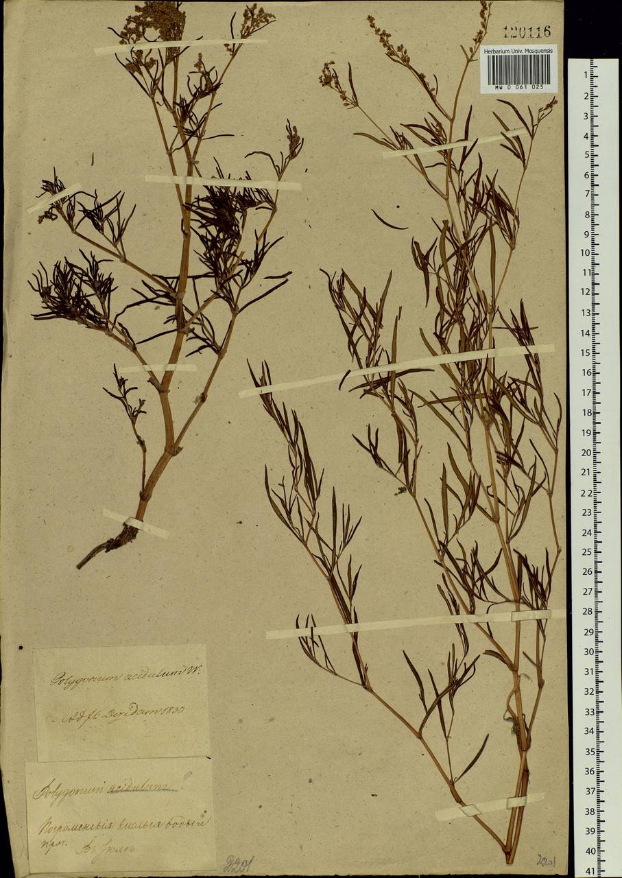 Persicaria angustifolia (Pall.) Ronse Decr., Siberia, Baikal & Transbaikal region (S4) (Russia)