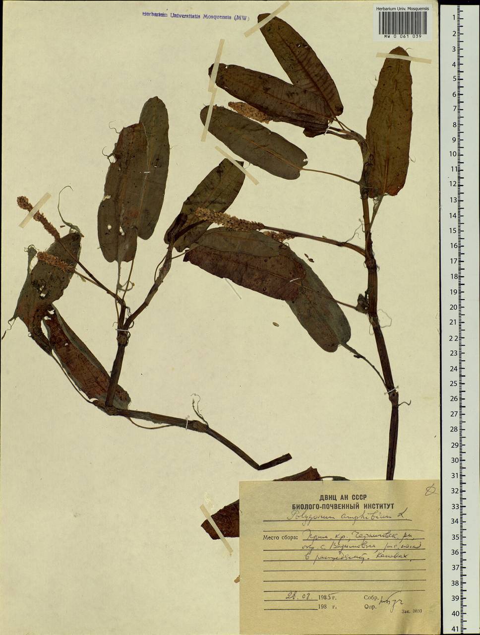 Persicaria amphibia (L.) Gray, Siberia, Russian Far East (S6) (Russia)