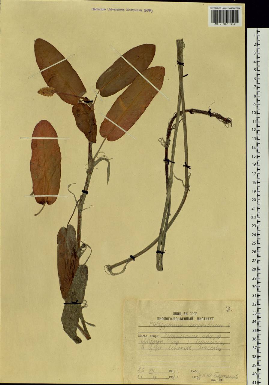 Persicaria amphibia (L.) Gray, Siberia, Russian Far East (S6) (Russia)