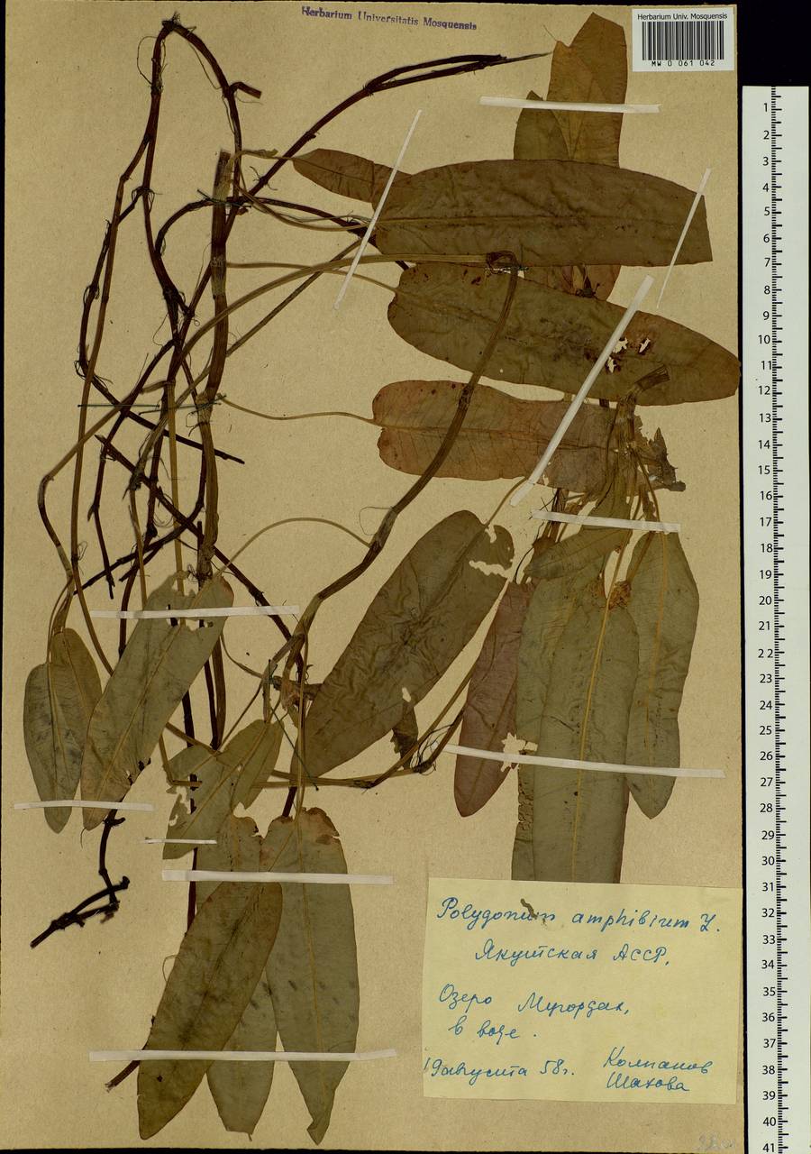 Persicaria amphibia (L.) Gray, Siberia, Yakutia (S5) (Russia)