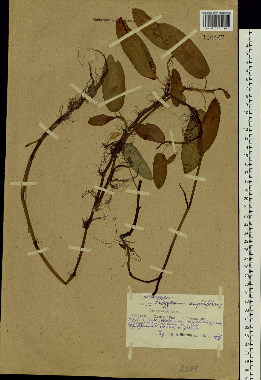 Persicaria amphibia (L.) Gray, Siberia, Yakutia (S5) (Russia)
