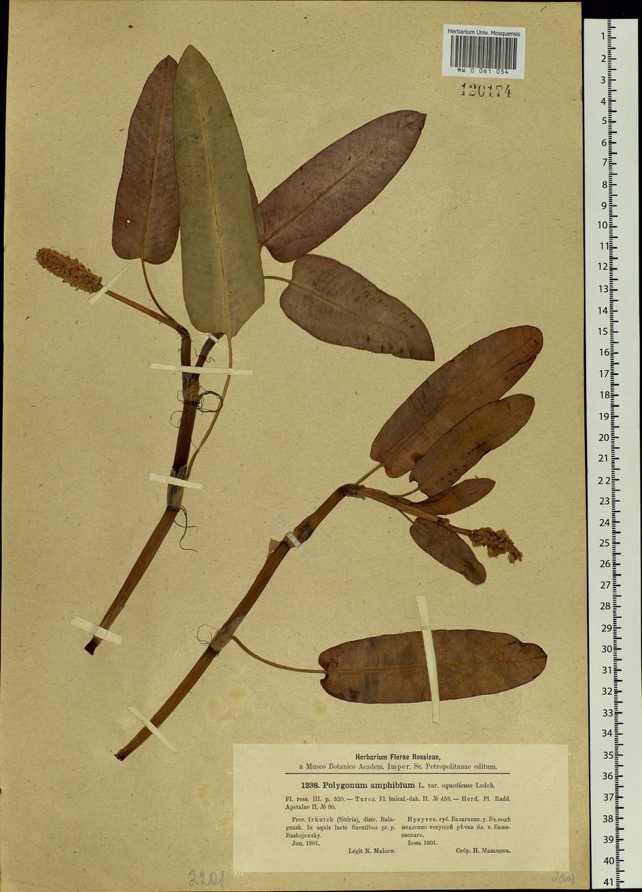 Persicaria amphibia (L.) Gray, Siberia, Baikal & Transbaikal region (S4) (Russia)