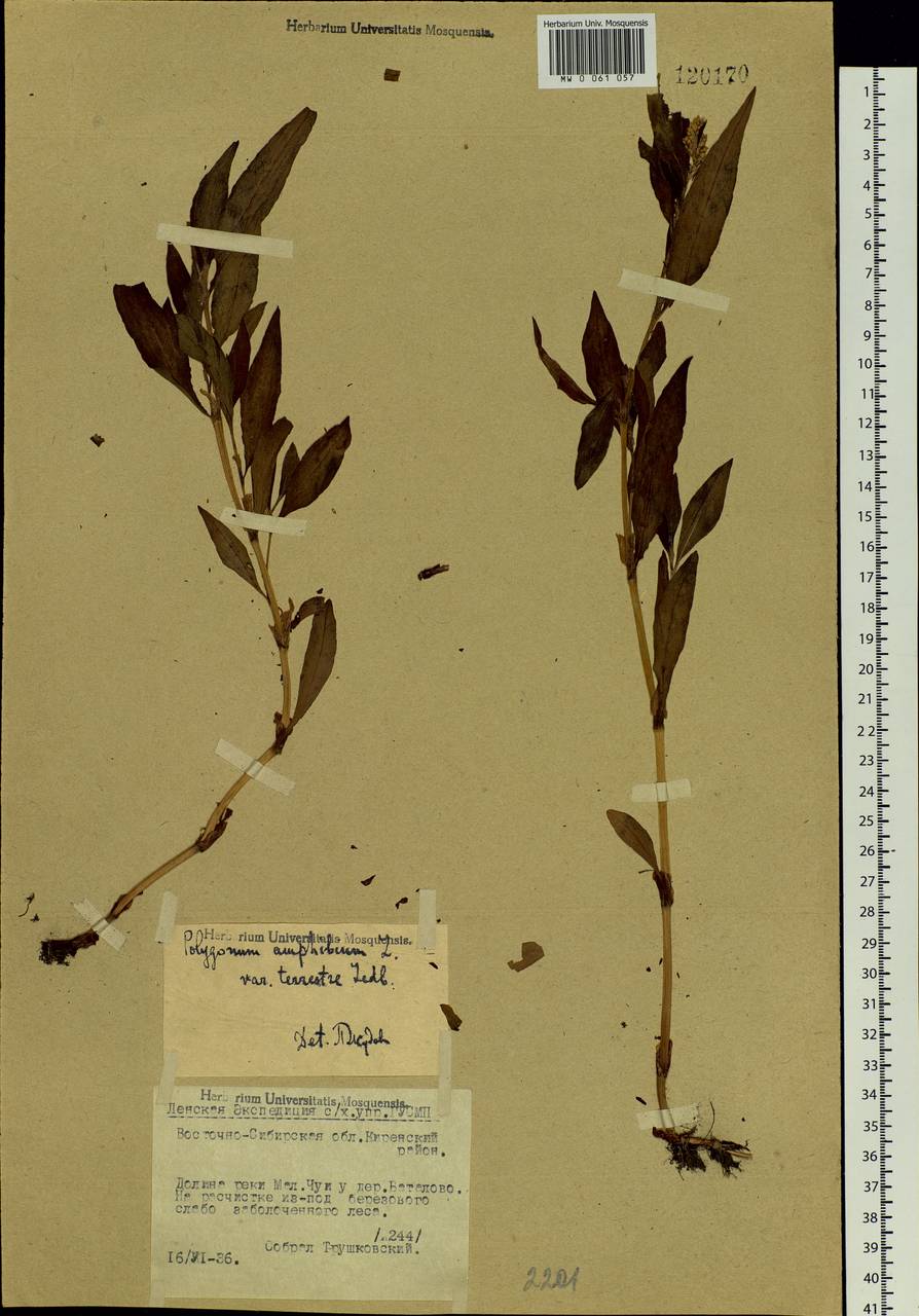 Persicaria amphibia (L.) Gray, Siberia, Baikal & Transbaikal region (S4) (Russia)