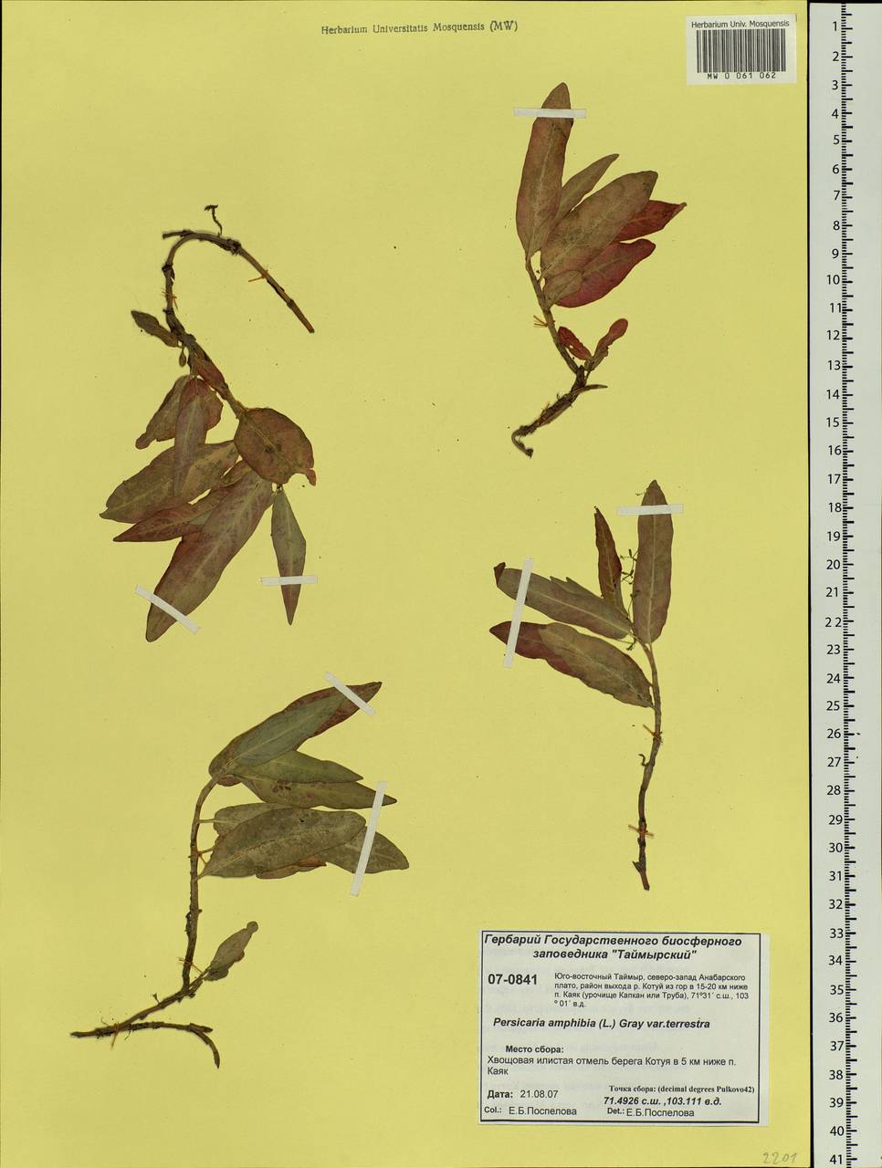 Persicaria amphibia (L.) Gray, Siberia, Central Siberia (S3) (Russia)