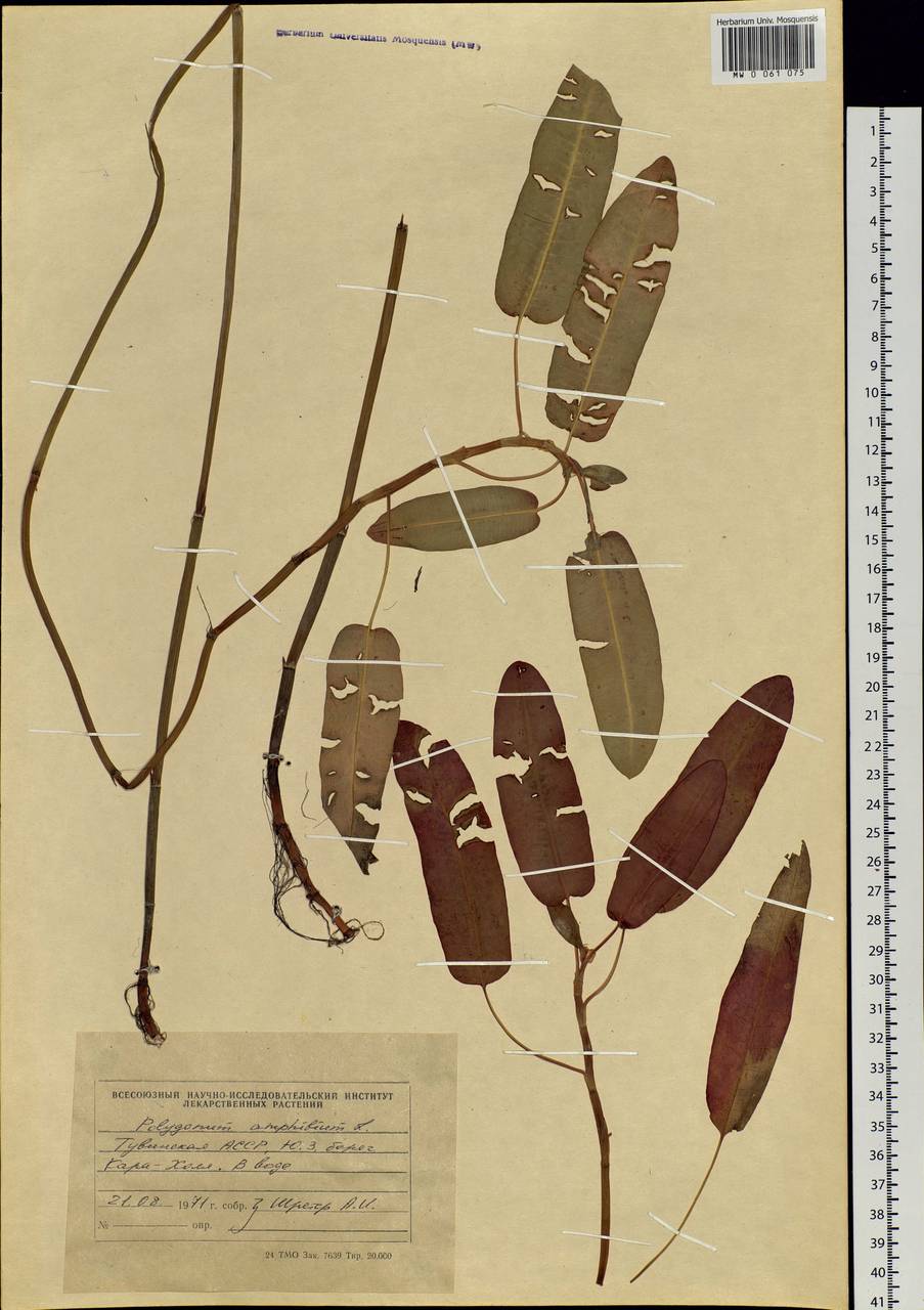 Persicaria amphibia (L.) Gray, Siberia, Altai & Sayany Mountains (S2) (Russia)