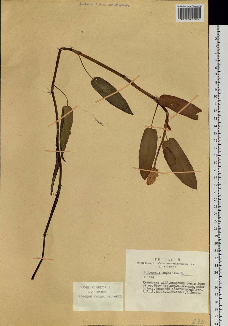 Persicaria amphibia (L.) Gray, Siberia, Altai & Sayany Mountains (S2) (Russia)