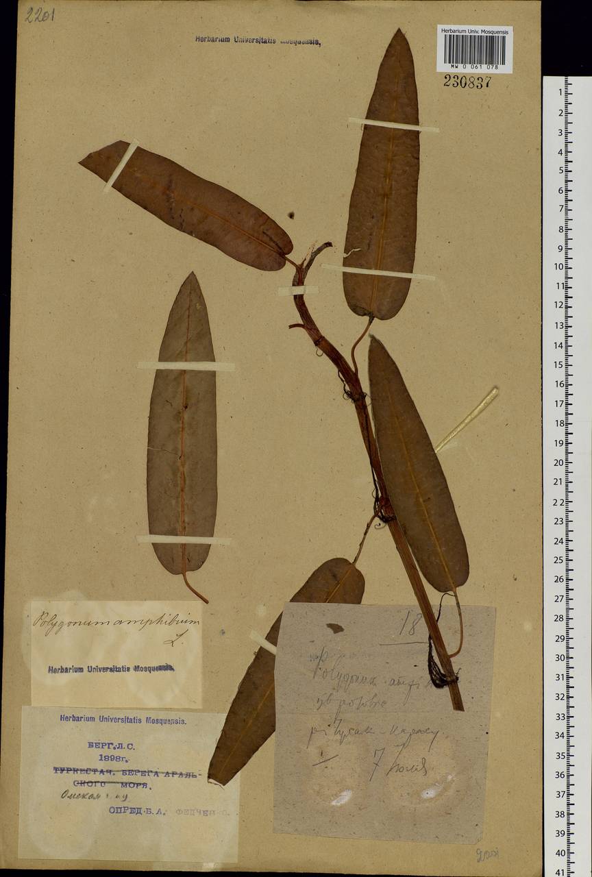 Persicaria amphibia (L.) Gray, Siberia, Western Siberia (S1) (Russia)