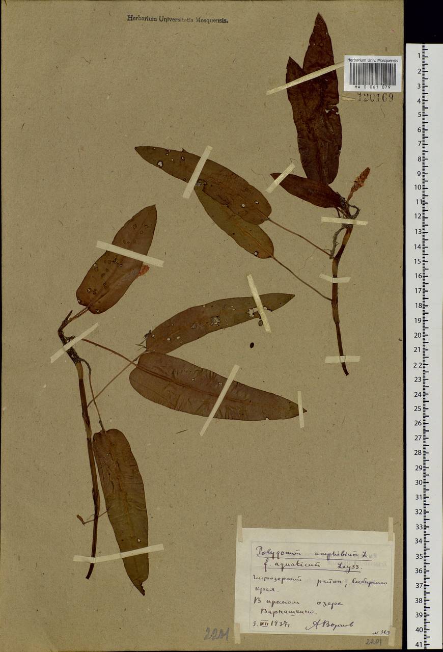 Persicaria amphibia (L.) Gray, Siberia, Western Siberia (S1) (Russia)