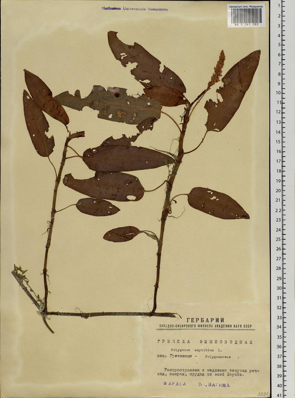 Persicaria amphibia (L.) Gray, Siberia, Western Siberia (S1) (Russia)