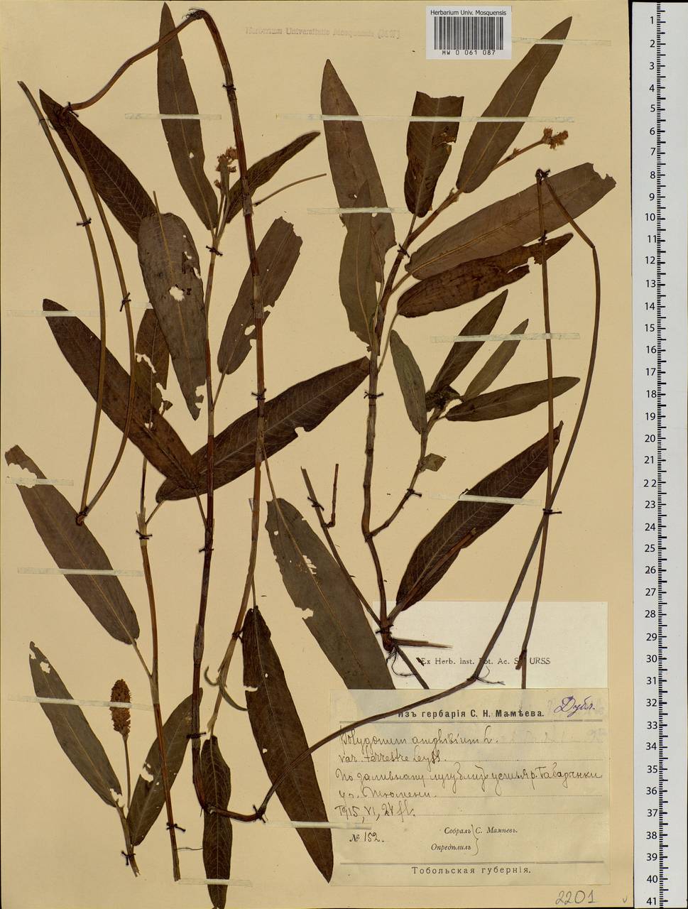 Persicaria amphibia (L.) Gray, Siberia, Western Siberia (S1) (Russia)