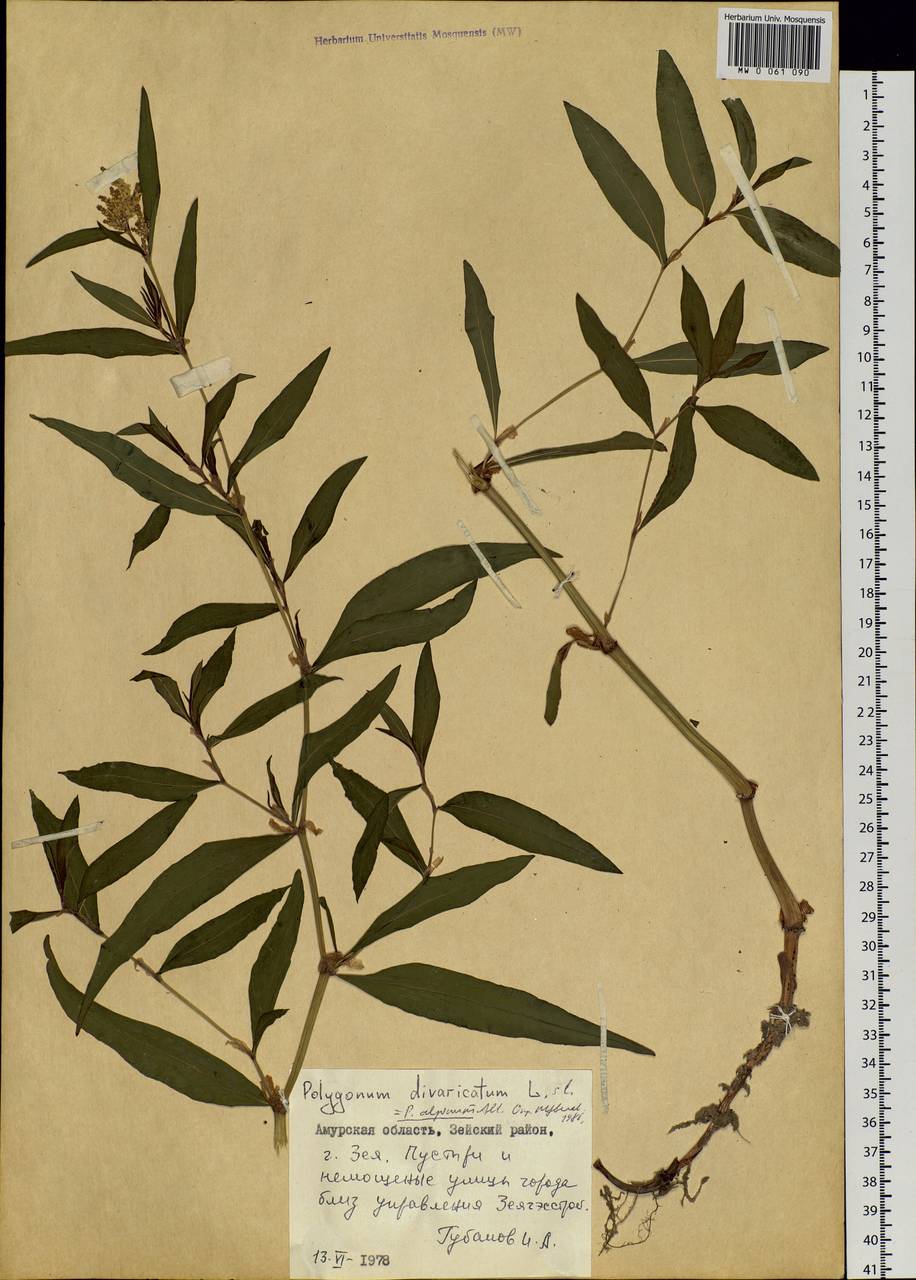 Koenigia alpina (All.) T. M. Schust. & Reveal, Siberia, Russian Far East (S6) (Russia)