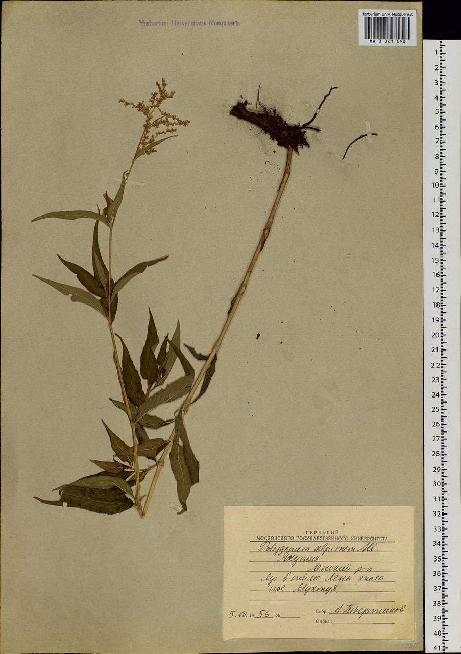 Koenigia alpina (All.) T. M. Schust. & Reveal, Siberia, Yakutia (S5) (Russia)
