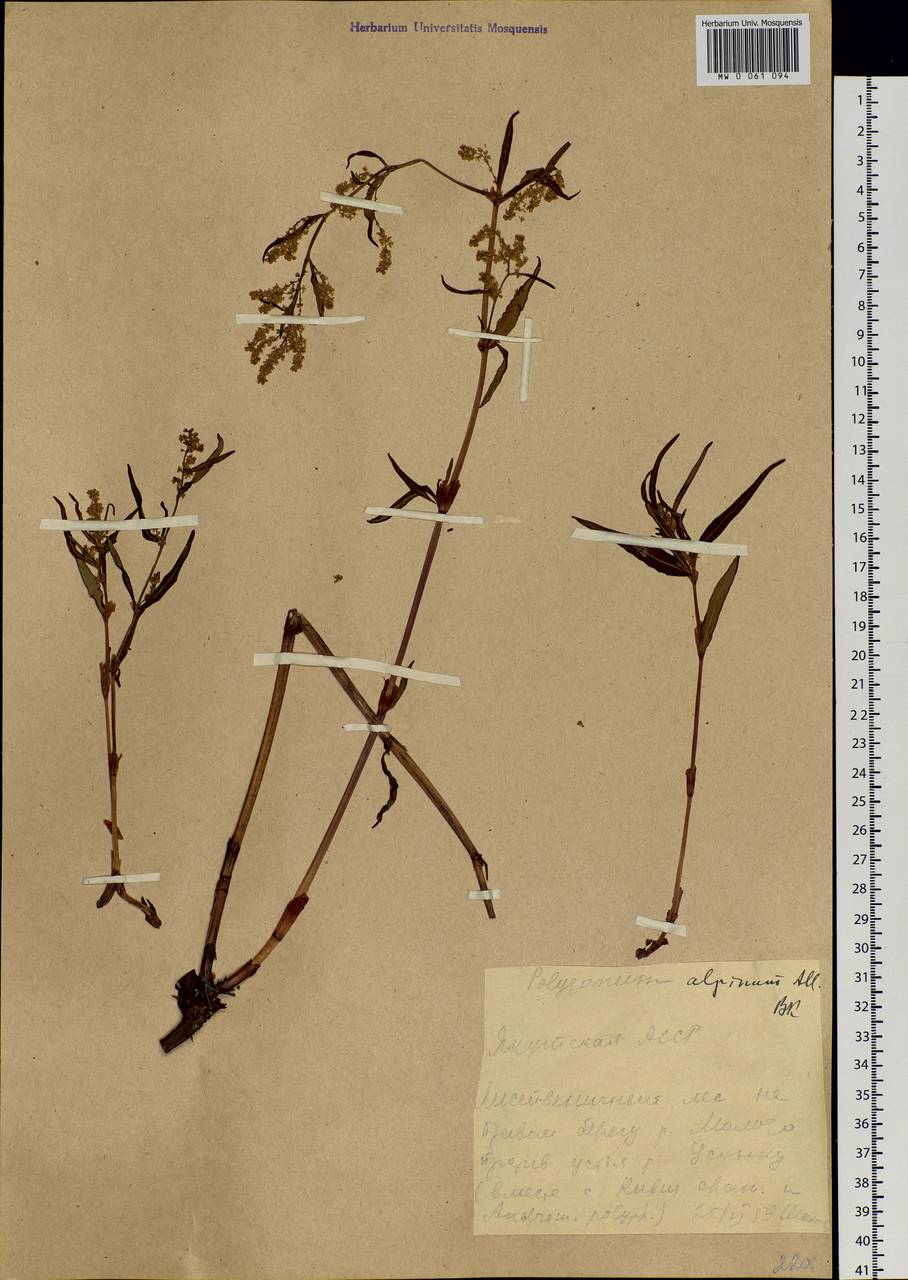 Koenigia alpina (All.) T. M. Schust. & Reveal, Siberia, Yakutia (S5) (Russia)