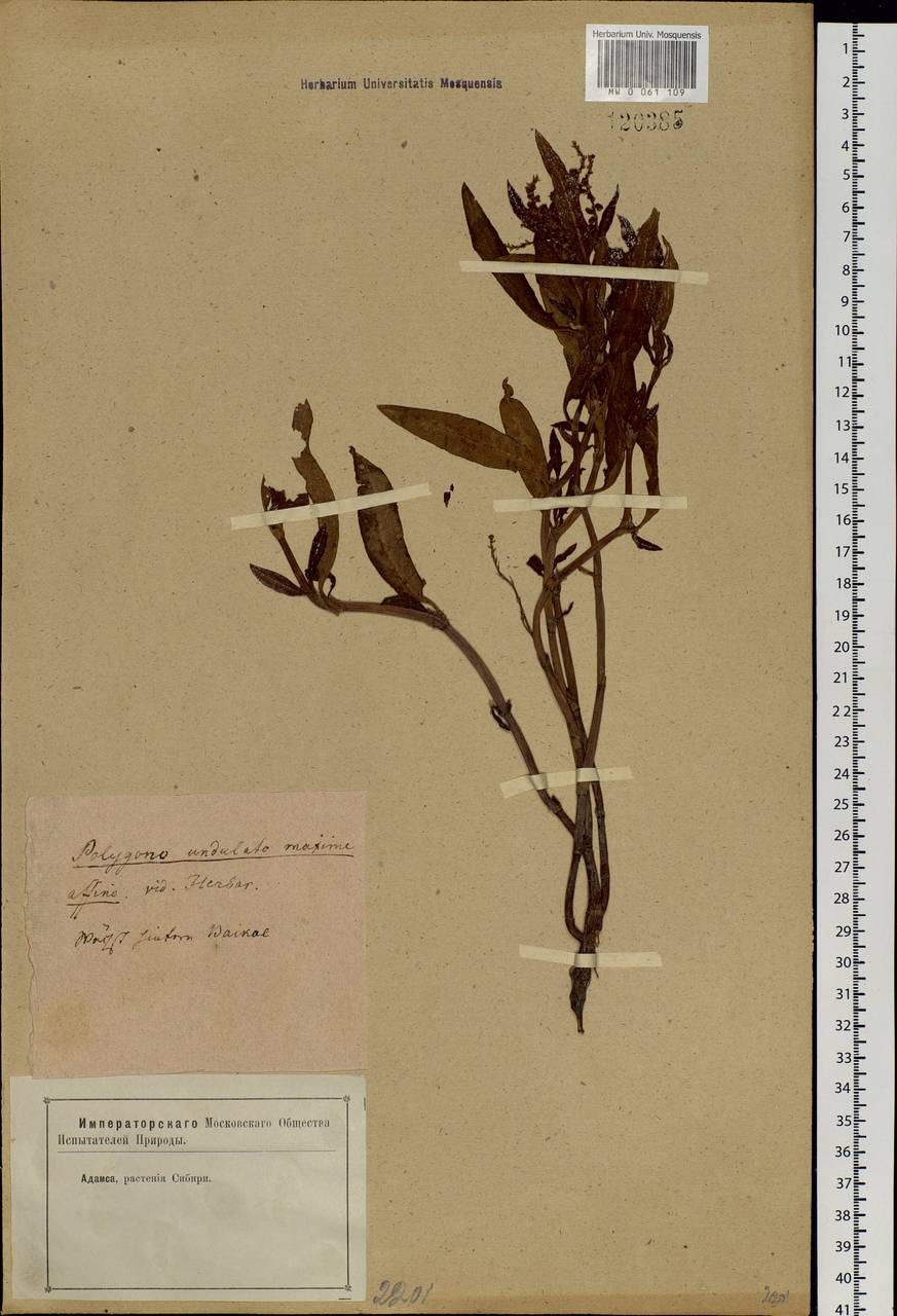 Koenigia alpina (All.) T. M. Schust. & Reveal, Siberia, Baikal & Transbaikal region (S4) (Russia)