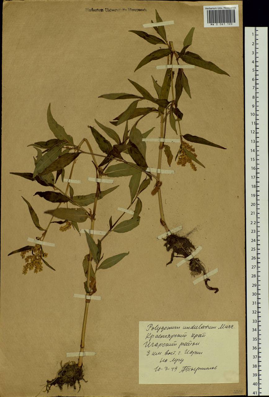 Koenigia alpina (All.) T. M. Schust. & Reveal, Siberia, Central Siberia (S3) (Russia)