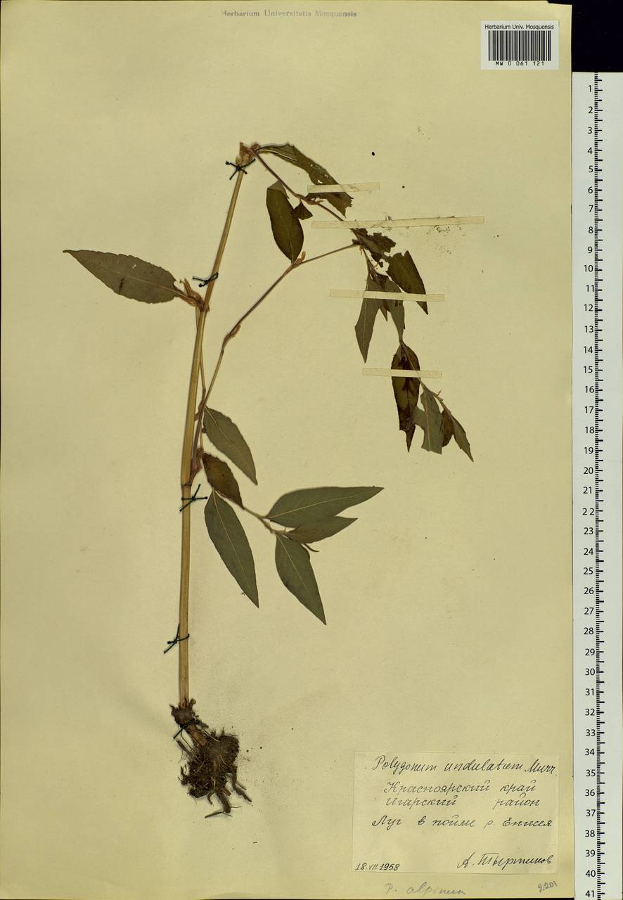 Koenigia alpina (All.) T. M. Schust. & Reveal, Siberia, Central Siberia (S3) (Russia)
