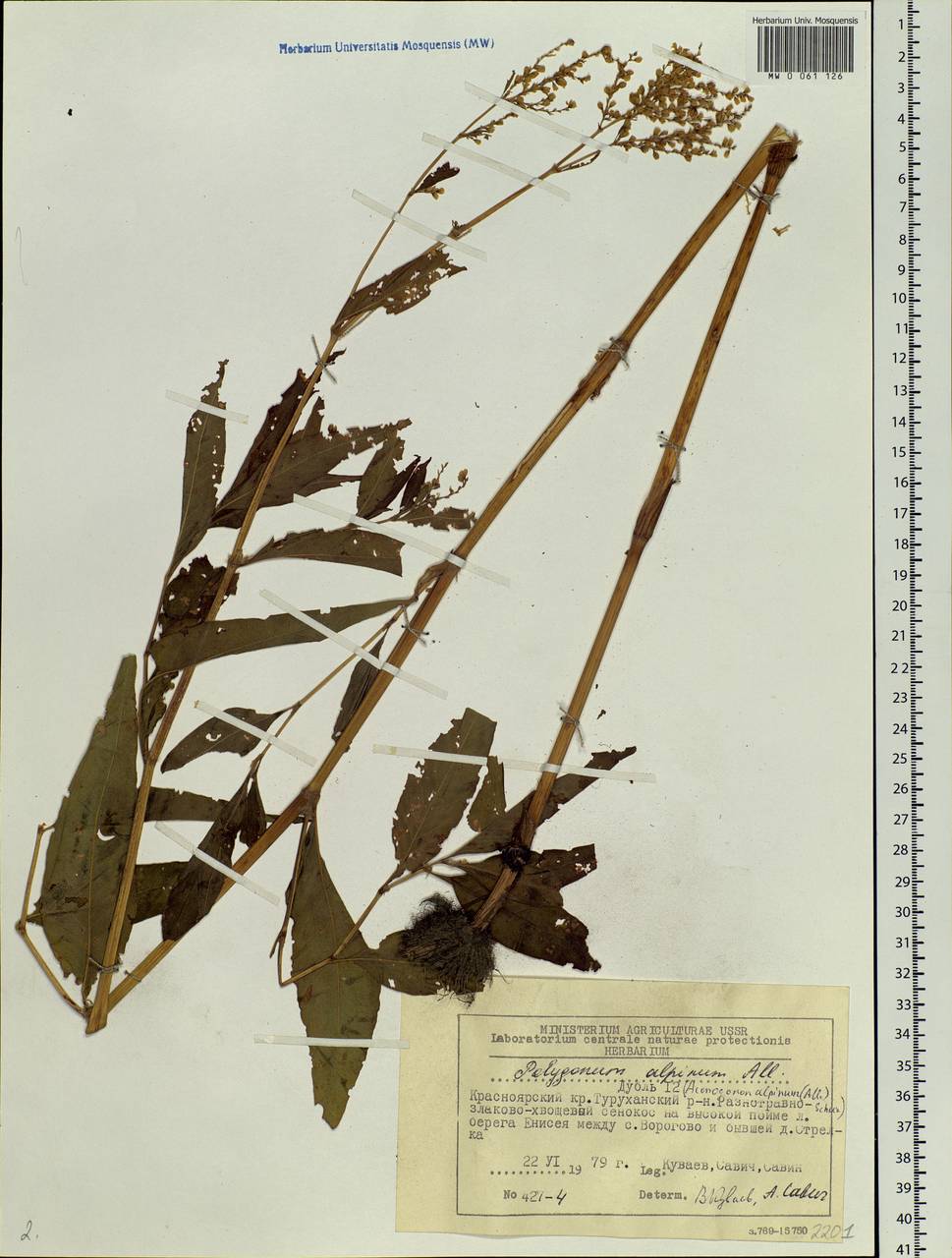 Koenigia alpina (All.) T. M. Schust. & Reveal, Siberia, Central Siberia (S3) (Russia)