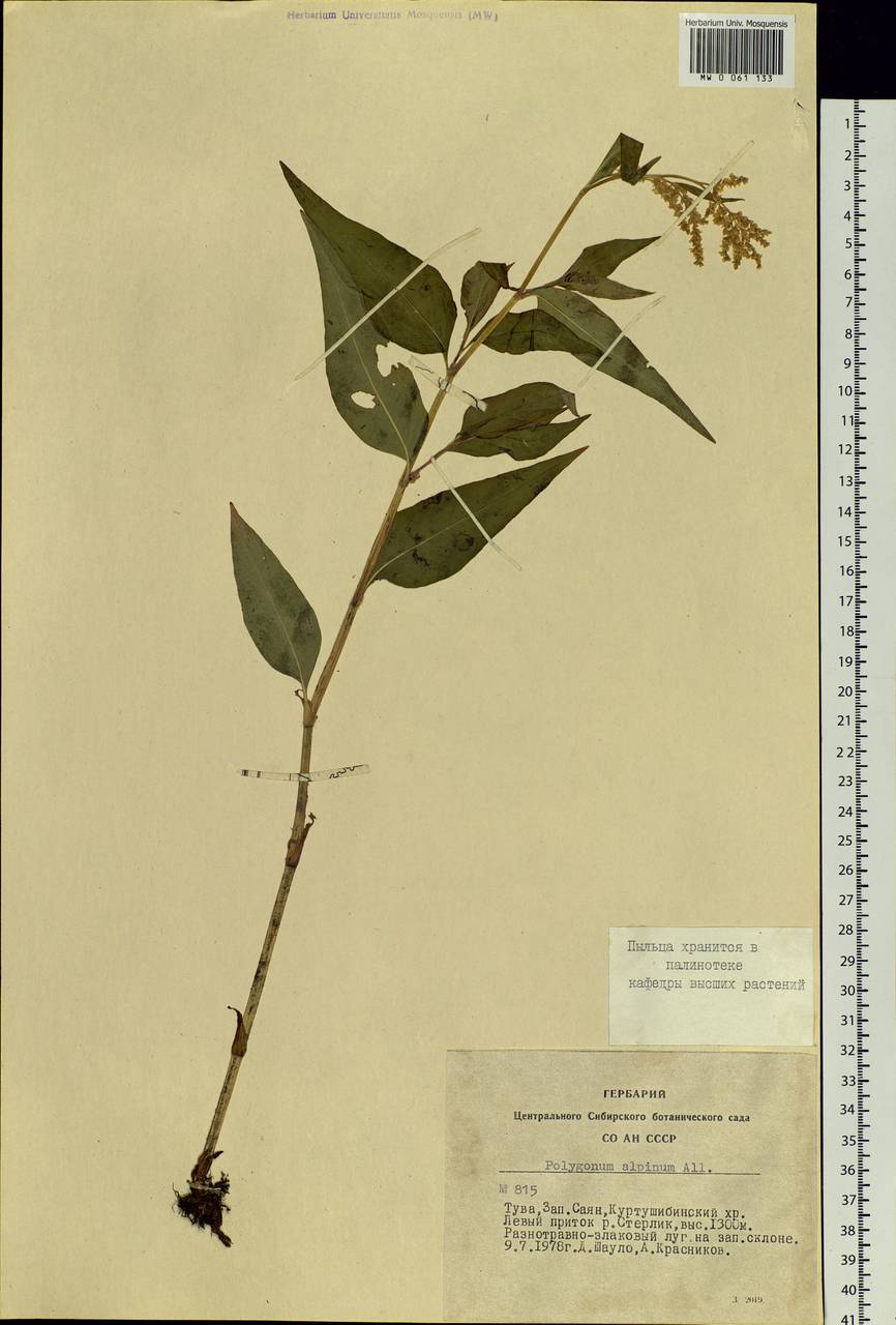 Koenigia alpina (All.) T. M. Schust. & Reveal, Siberia, Altai & Sayany Mountains (S2) (Russia)